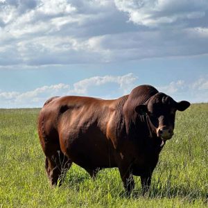 Kairos-Bull-2